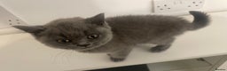British Shorthair cats for sale:  British shorthair kittens Pedigree registered - Advert 30