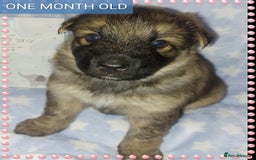German Shepherd dogs for sale: 7  beautiful german shephered pups  - Image 31