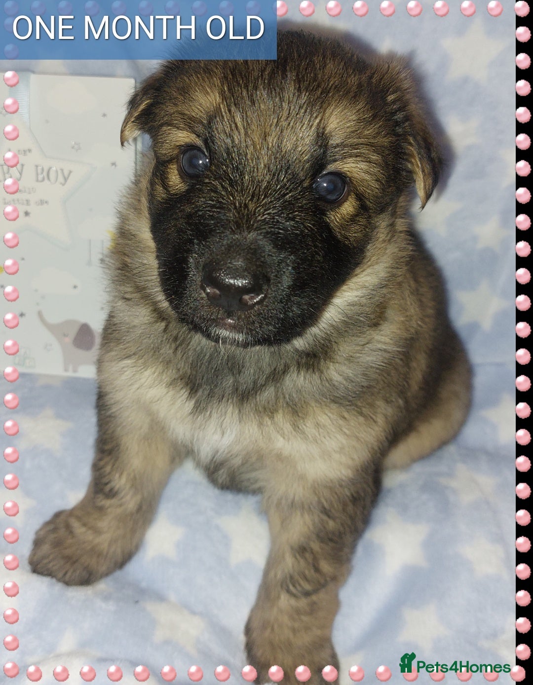 German Shepherd dogs for sale: 7  beautiful german shephered pups  - Image 31