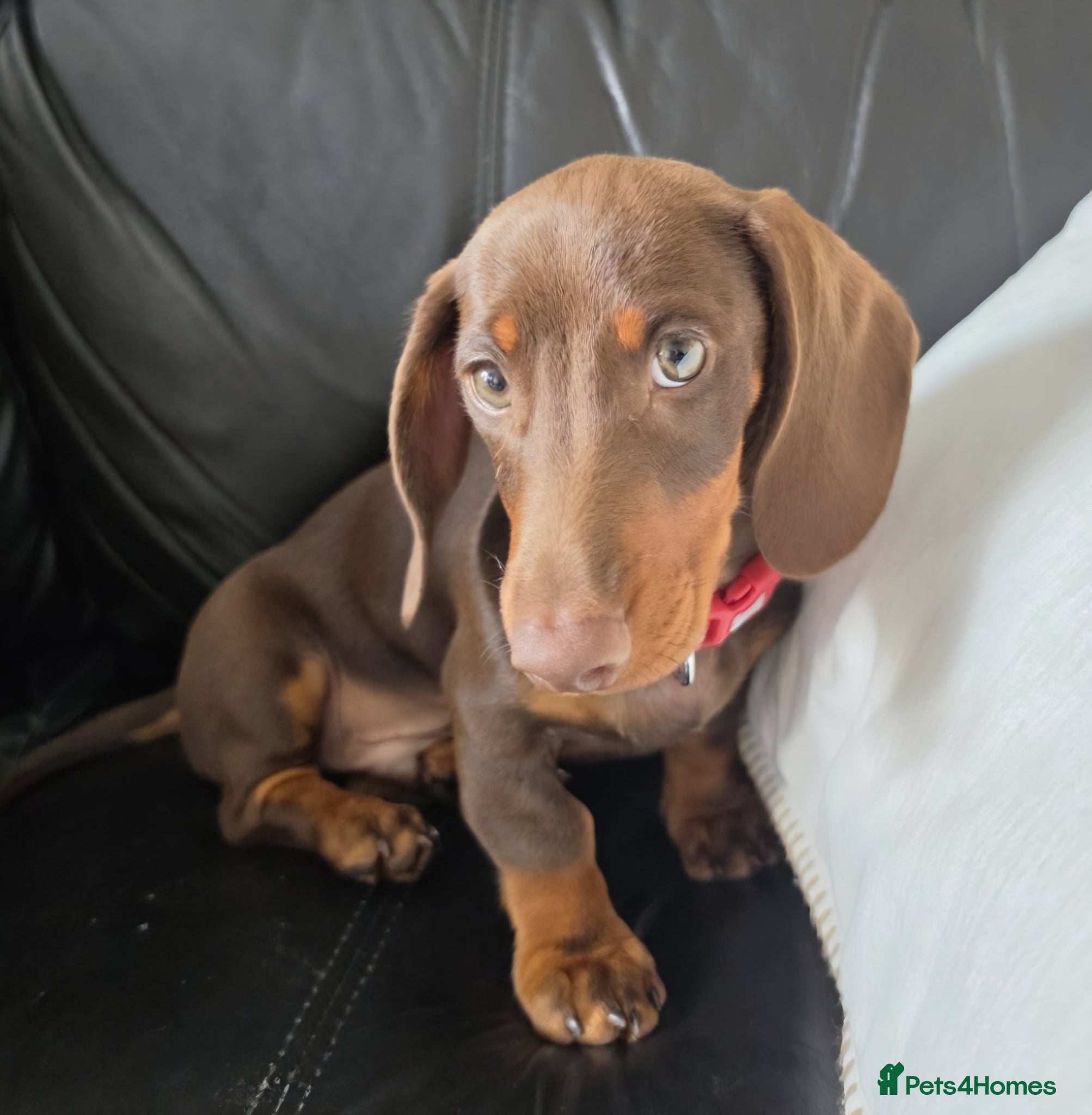 Dachshund dogs Dachshund  - Advert 2