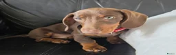 Dachshund dogs for sale: Dachshund  - Advert 1