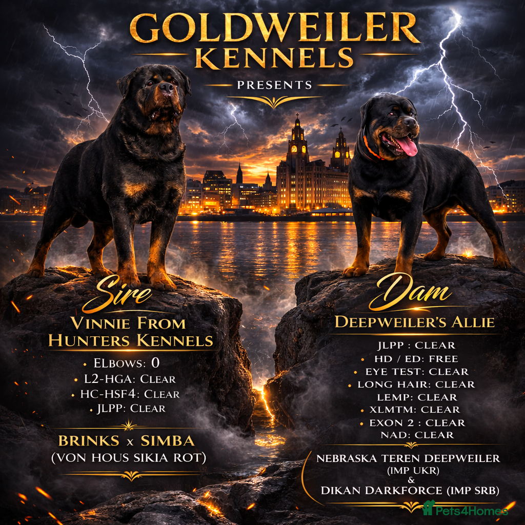 Rottweiler dogs Female Rottweiler pup for sale  - Advert 1