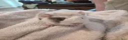 Guinea Pig rodents for sale: 5 Baby Half-Peruvian Guinea Pigs for Sale - Advert 3