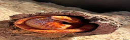 Corn Snake reptiles for sale: Corn snake with enclosure.  in South Shields - Advert 2