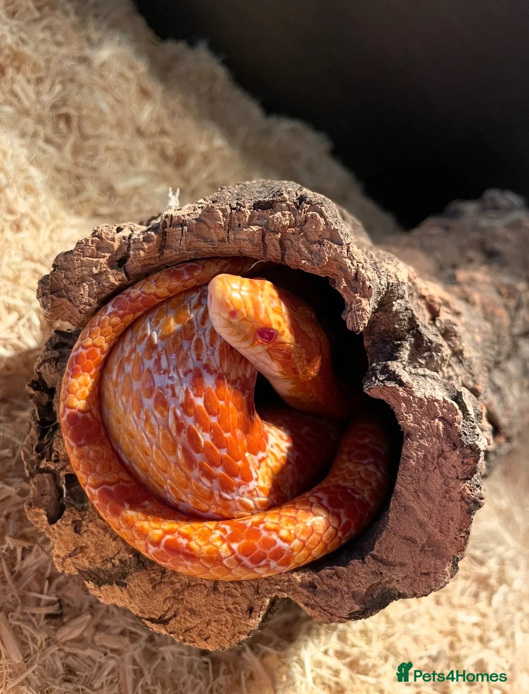 Corn Snake reptiles for sale: Corn snake with enclosure.  in South Shields - Advert 2