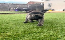 Staffordshire Bull Terrier dogs for sale: Stunning Staffordshire Bull Terrier pups   in Farnborough - Image 10