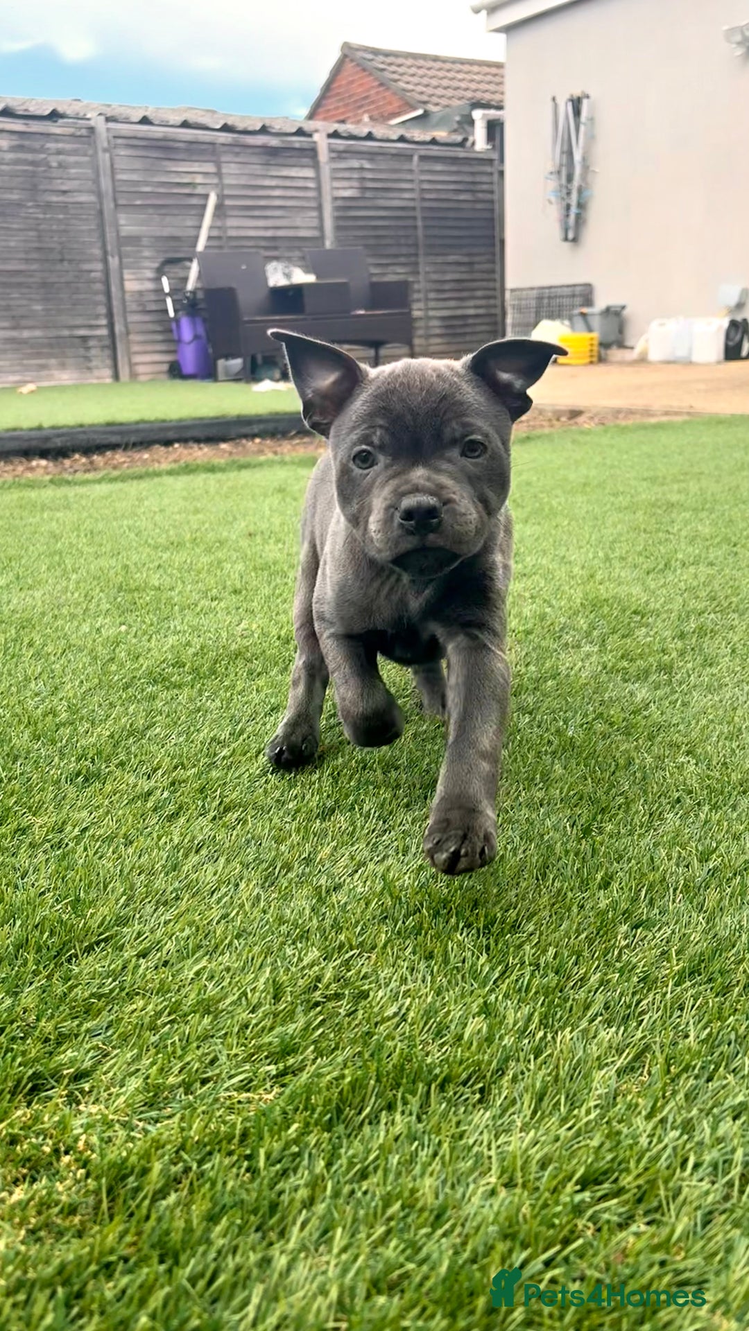 Staffordshire Bull Terrier dogs for sale: Stunning Staffordshire Bull Terrier pups   in Farnborough - Image 10