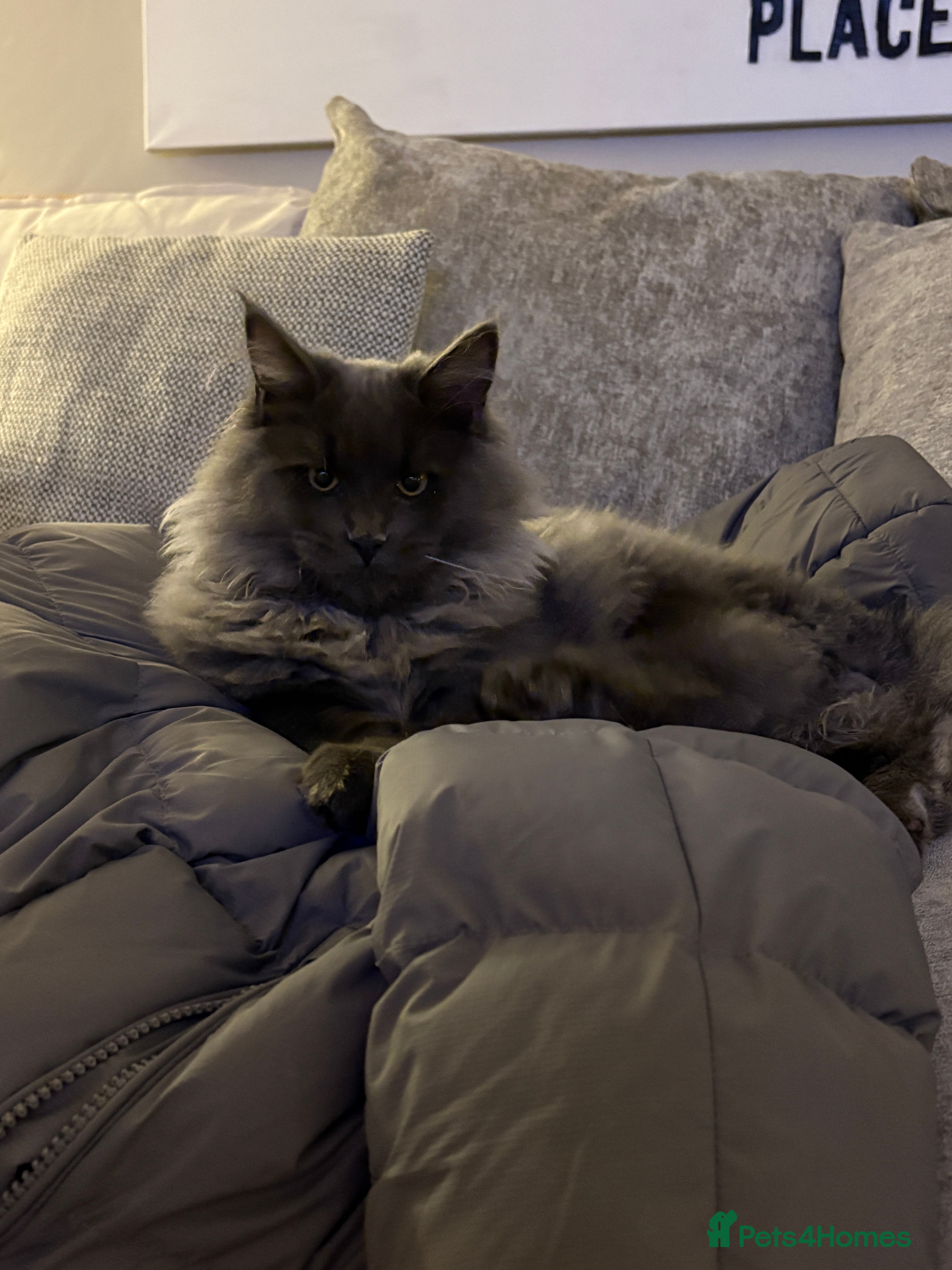 Maine Coon cats 🐾 Exceptional Blue Smoke Maine Coon Available 🐾 - Advert 1