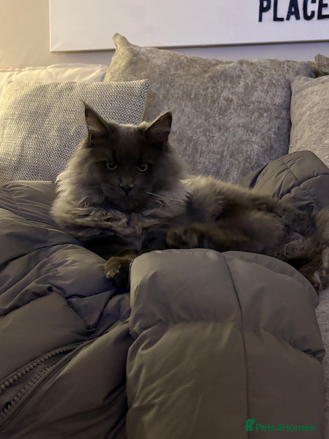 Maine Coon cats for sale: 🐾 Exceptional Blue Smoke Maine Coon Available 🐾 - Advert 1