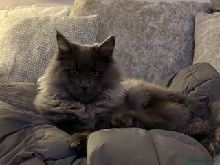 Maine Coon cats 🐾 Exceptional Blue Smoke Maine Coon Available 🐾 - Advert 1