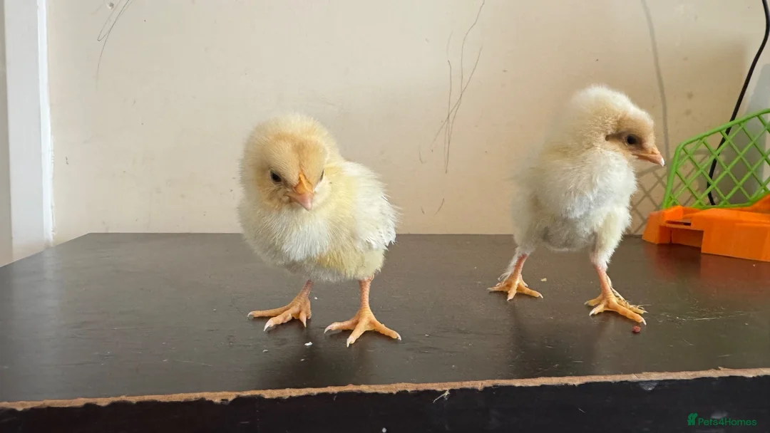 Chickens poultry for sale: 3 baby chicks  in Leicester - Advert 5