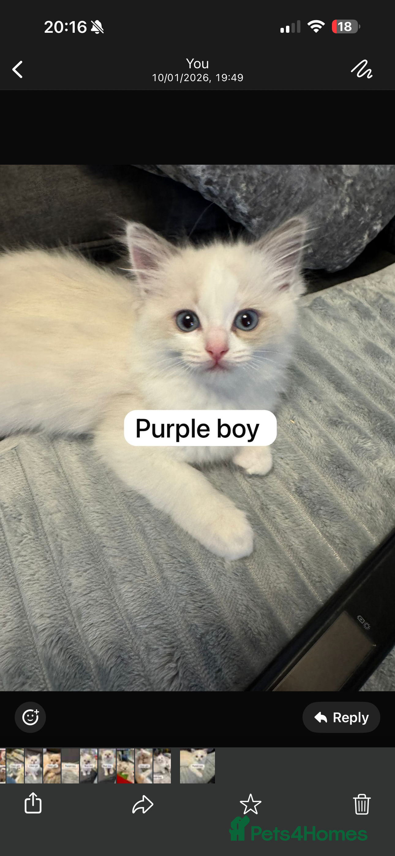 Ragdoll cats Ready to leave 4th Feb, TICA reg Ragdoll kittens   - Advert 6