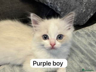 Ragdoll cats Ready to leave 4th Feb, TICA reg Ragdoll kittens - Advert 6