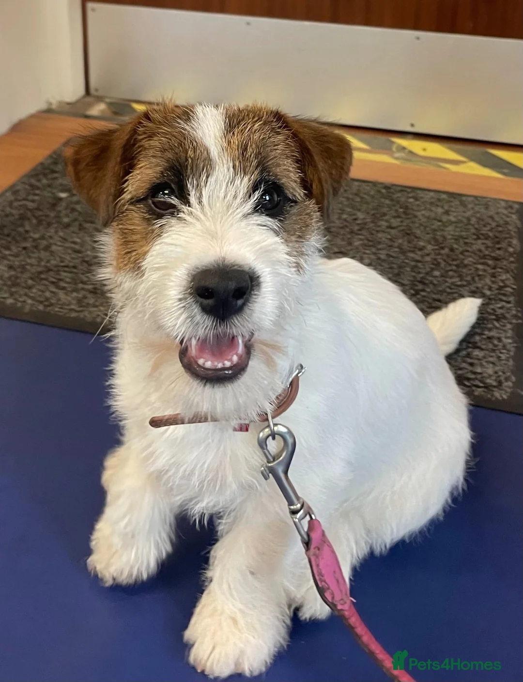 Jack Russell dogs for sale: DNA Health tested Jack Russell female - Advert 11