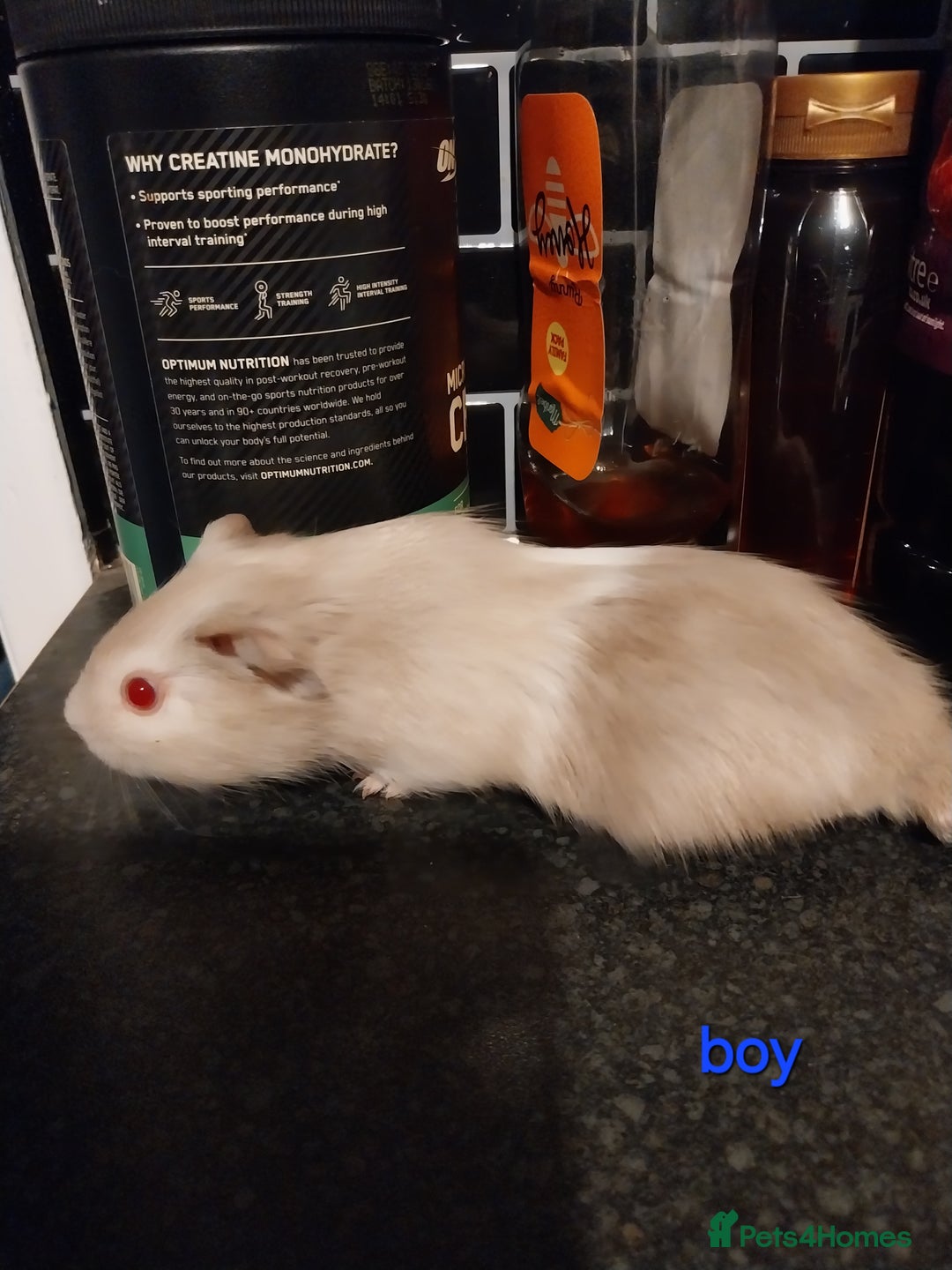 Guinea Pig rodents for sale: Multiple Guinea Pigs for sale - Advert 2