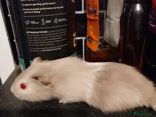 Guinea Pig rodents 2 Male Guinea Pigs for sale - Advert 3