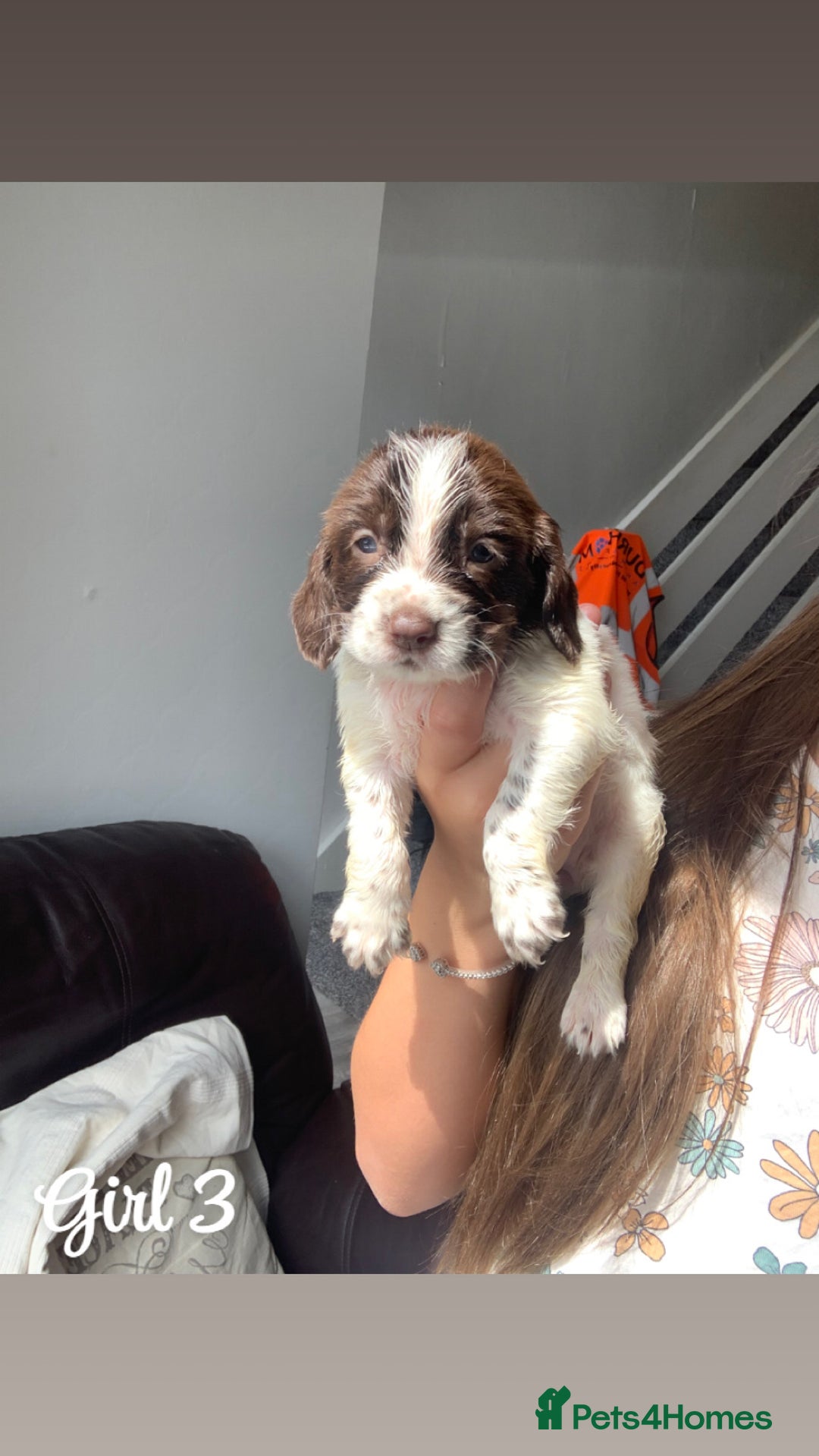 Cocker Spaniel dogs for sale: Cocker spaniel pups - Image 4