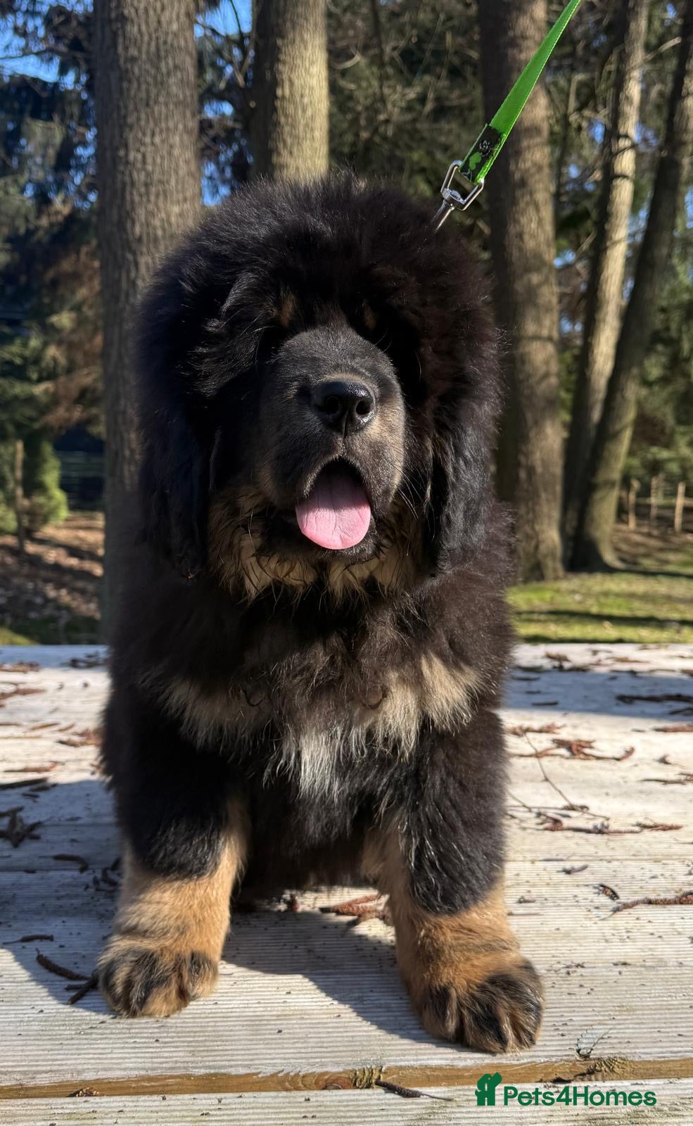 Tibetan Mastiff dogs Tibetan Mastiff Puppies - Champion bloodline  - Advert 1