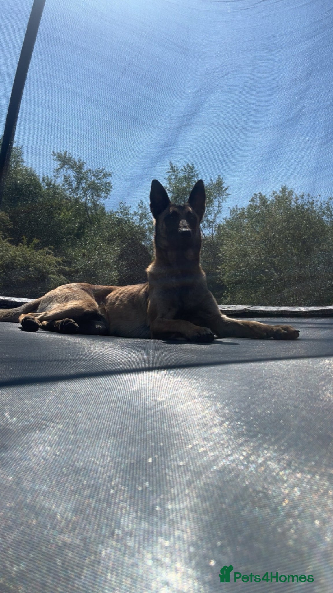 Belgian Shepherd Dog dogs for sale: Gorgeous Malinois Puppies ‼️ - Advert 9