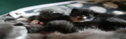 Munchkin cats for sale: Cute Tuxedo Kitten is looking 4 good home - Advert 11