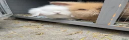 Lionhead rabbits for sale: Double maned lionhead babies ready for loving home - Advert 9