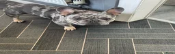 French Bulldog dogs for stud: French bull dog (Merle) - Advert 4