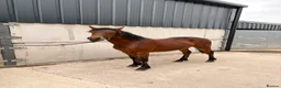 Connemara horses for sale: Connemara Bay Yearly Filly - Advert 3