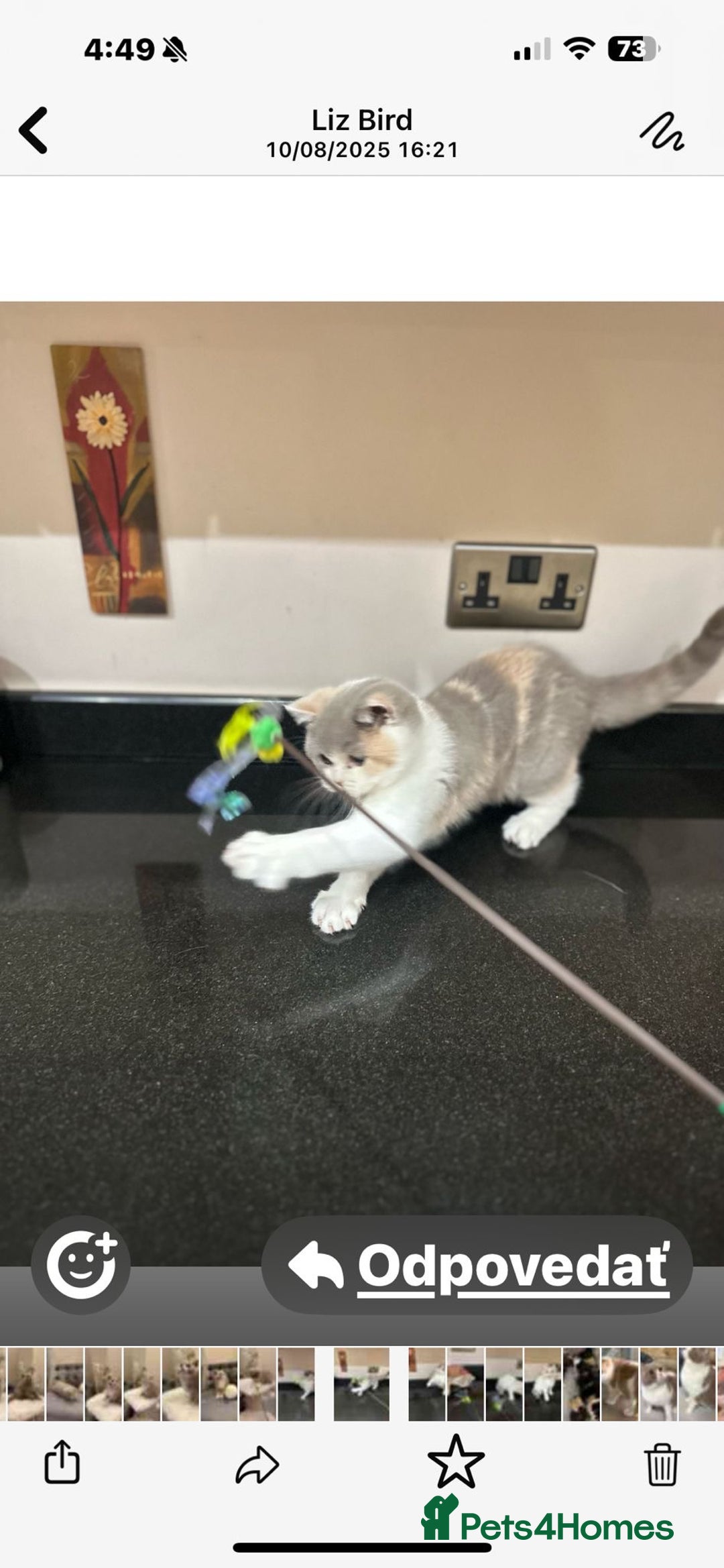 British Shorthair cats for sale: READY NOW - Lilac, BiColours & Colourpoint  - Image 17