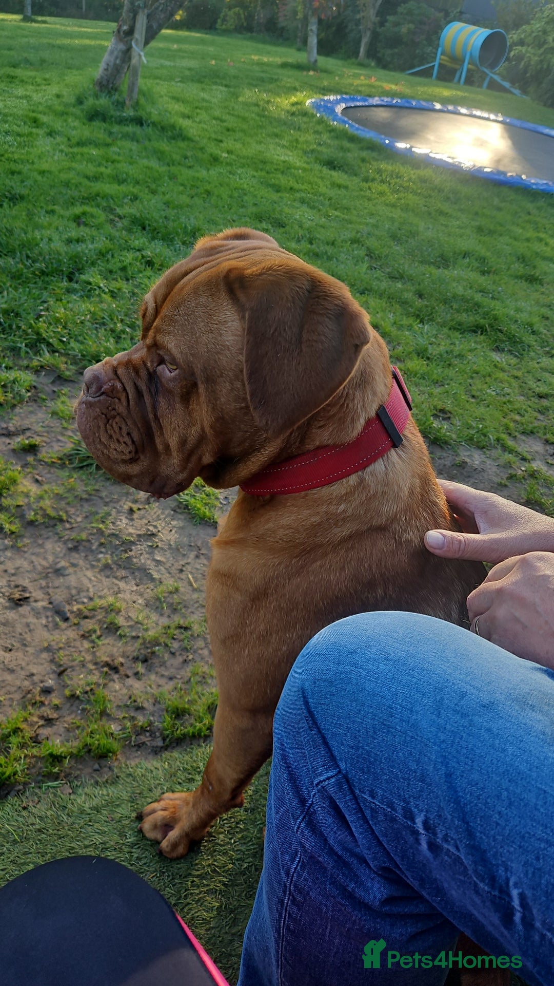 Dogue De Bordeaux dogs for sale: Buddy  - Advert 6