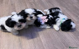 Shih Tzu dogs for sale: 4 adorable Shih Tzu for sale, 3 girls and 1 boy - Image 1