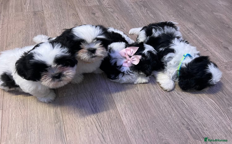 Shih Tzu dogs - Advert 2