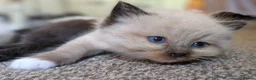 Ragdoll cats for sale: Ragdoll 3/4 x Persian kittens 1/4 in Cheddar - Advert 5