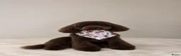 Doxiepoo dogs for sale: Beautiful chocolate toy poodle girl - Advert 5