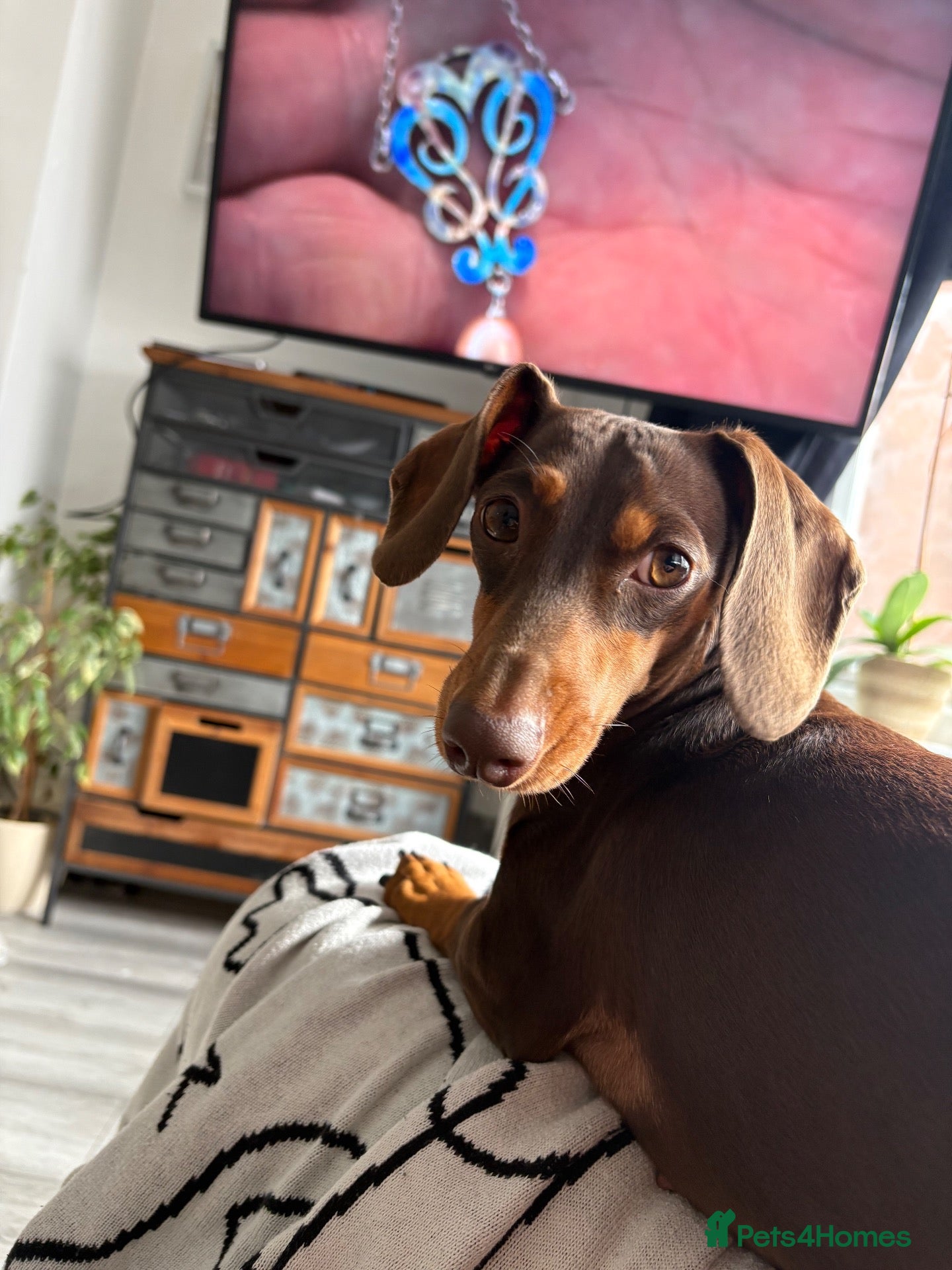 Mixed Breed dogs Golden female doxiepoo 5 mo - Advert 2