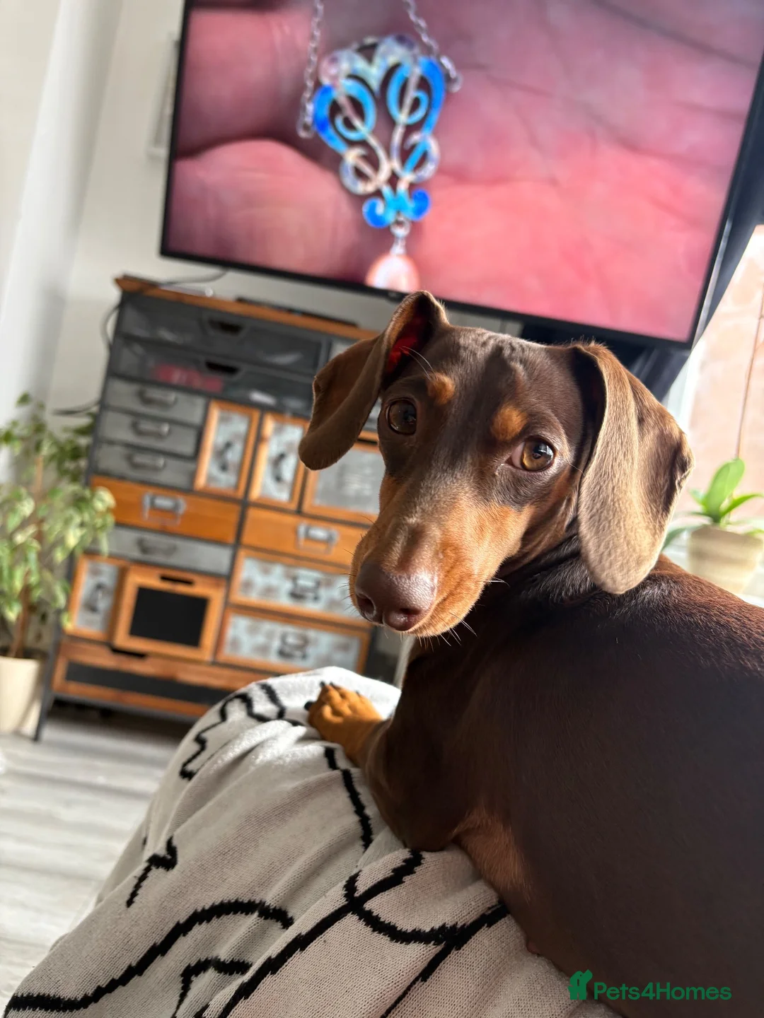 Mixed Breed dogs for sale: Golden female doxiepoo 5 mo in Westcliff-on-Sea - Advert 1