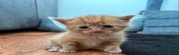 Mixed Breed cats for sale: Mixed Maine Coon kittens  - Advert 8
