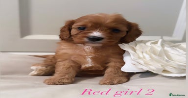 Cavapoo dogs - Advert 1