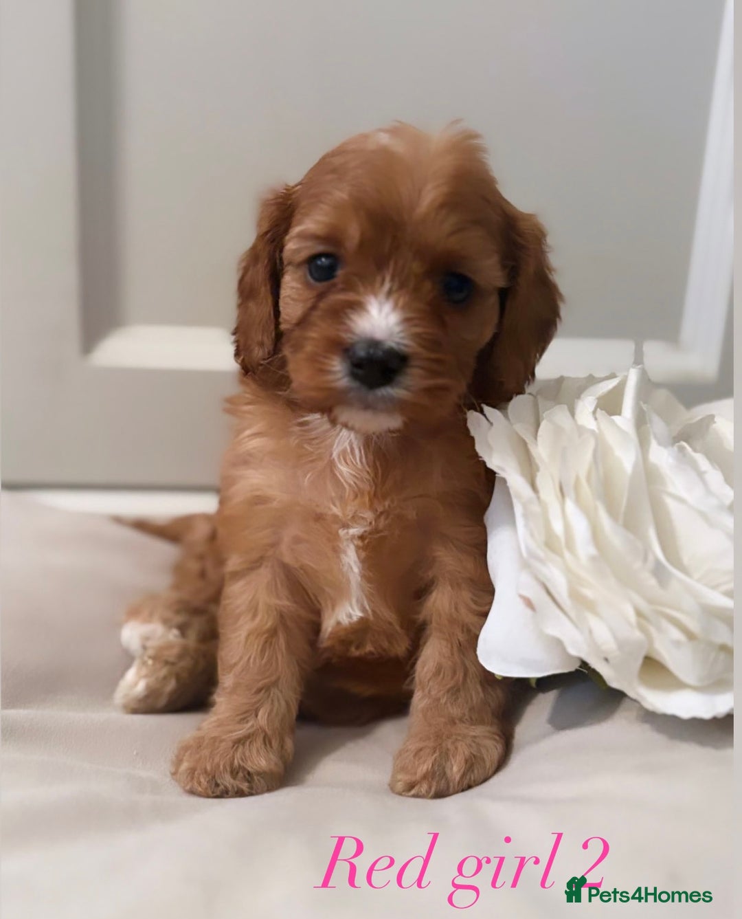 Cavapoo dogs for sale: 8 F1 dna health tested Cavapoos  - Image 3