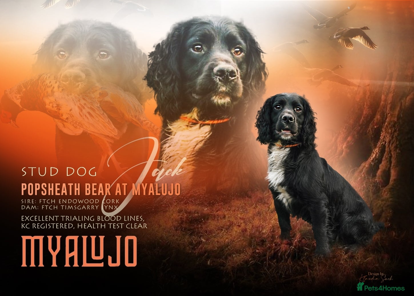 Cocker Spaniel dogs Working Cocker spaniel stud  ftch x ftch  in Sandbach - Advert 16