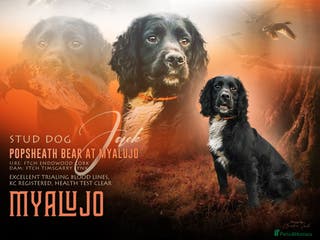 Cocker Spaniel dogs Working Cocker spaniel stud ftch x ftch in Sandbach - Advert 4