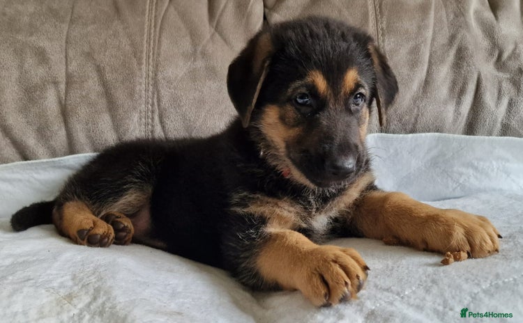 German Shepherd dogs - Advert 4