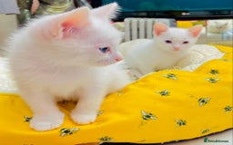 Ragdoll cats for sale: l Ragdol Kiten - Image 8
