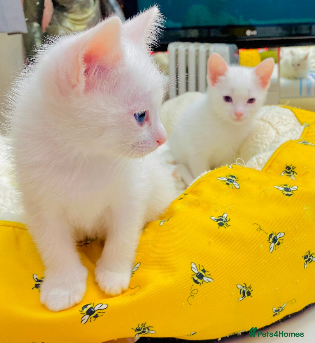 Ragdoll cats for sale: l Ragdol Kiten - Image 8