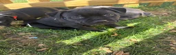 Staffordshire Bull Terrier dogs for sale: True to type kc registered Staffies  in Crawley - Advert 4