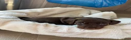 Miniature Dachshund dogs for sale: Chocolate and tan miniature dachshund puppies in Bristol - Advert 10