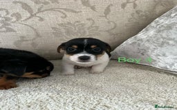 Jack Russell dogs for sale: Jack Russell  - Advert 4