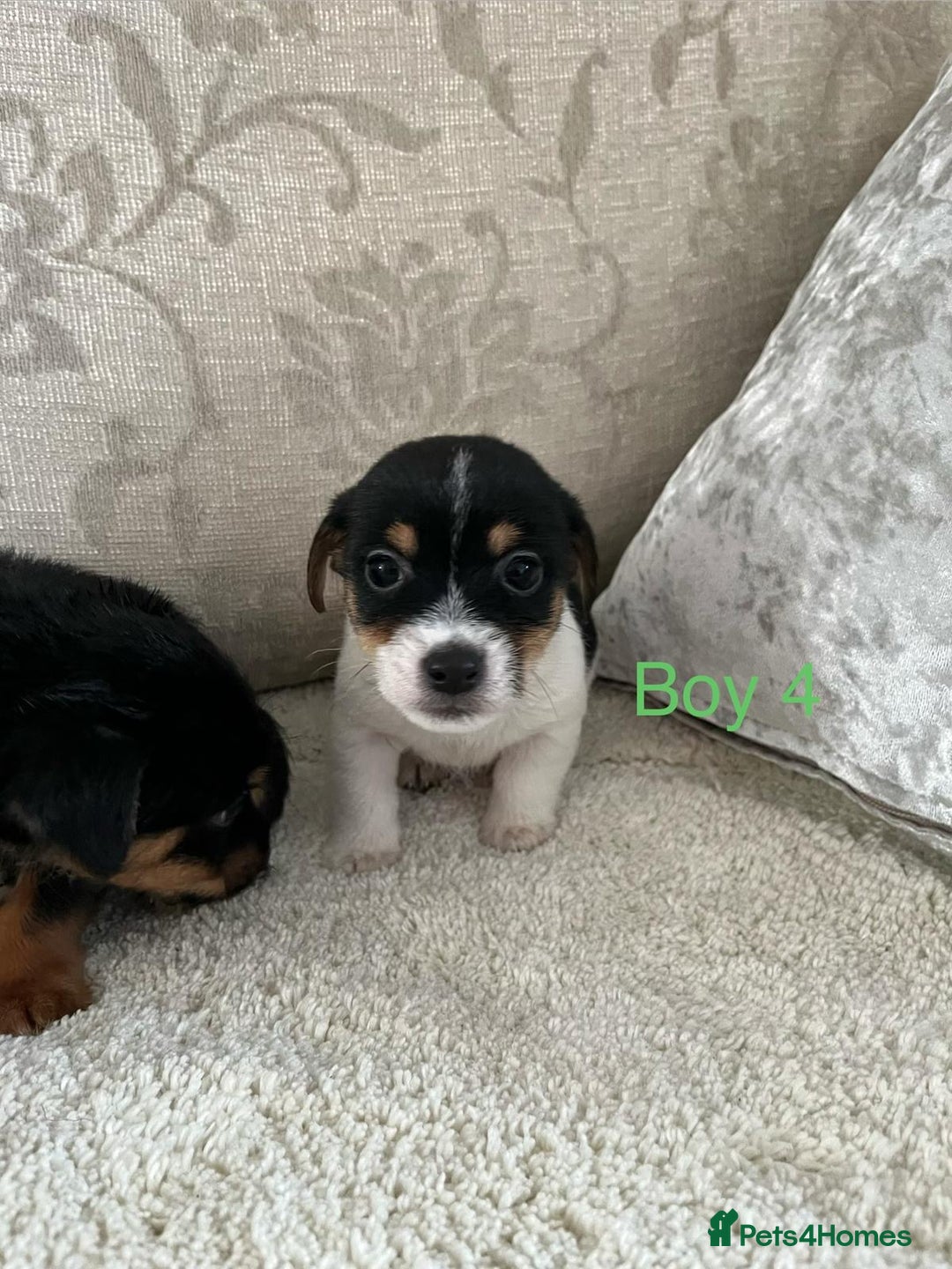 Jack Russell dogs for sale: Jack Russell  - Advert 4