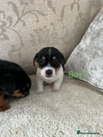 Jack Russell dogs Jack Russell - Advert 1