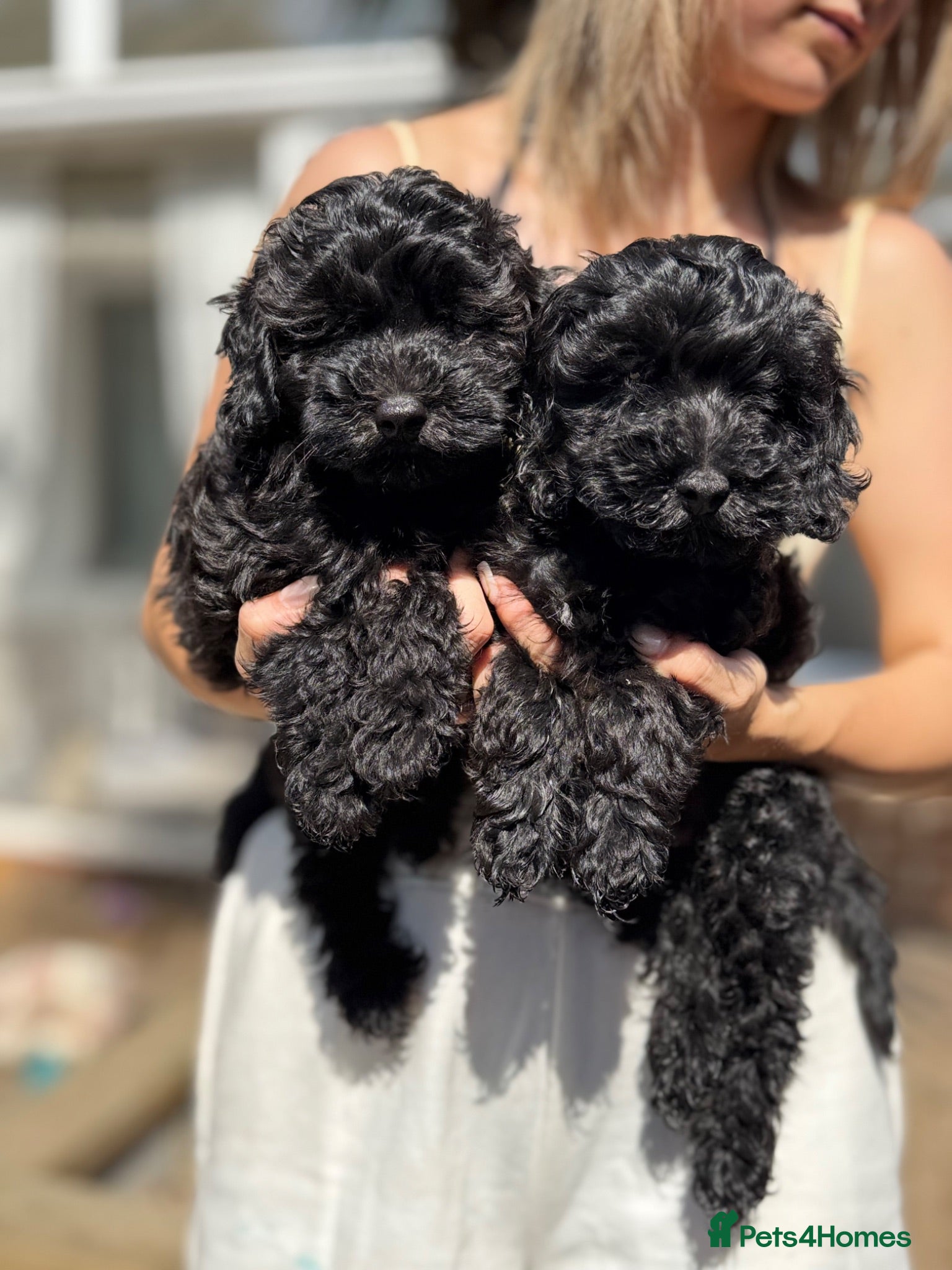 Cavapoo dogs Cavapoo DNA health tested parents clear - Advert 14