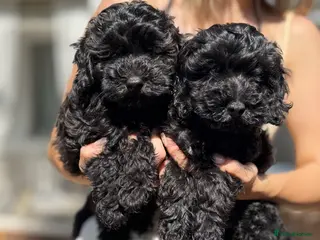 Cavapoo dogs Cavapoo DNA health tested parents clear - Advert 15
